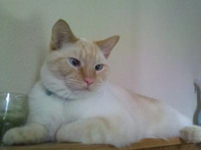 Inferno, the Flame (Red) Point Siamese