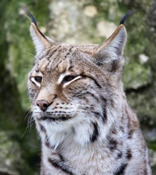 seal point siamese lynx