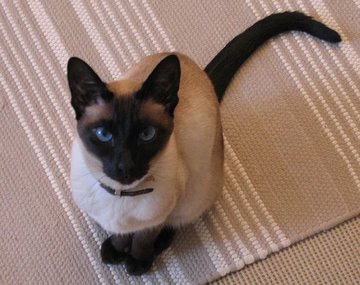 traditional seal point siamese