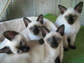 Siamese Kittens for Sale in Utah: Breeders List 2023 - Catster