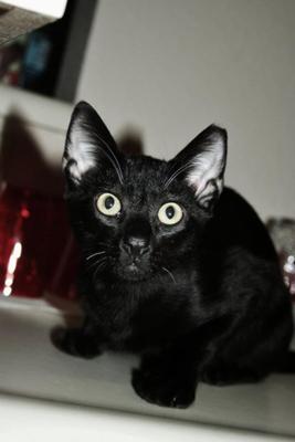 black siamese cat traits