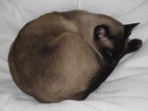 traditional seal point siamese