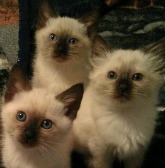 Siamese Kittens for Sale in Utah: Breeders List 2023 - Catster