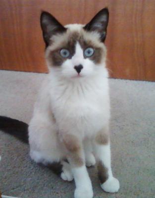 What Type And Color Of Siamese Cat Do I Have