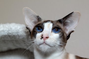 The Tortie Point Siamese Cat